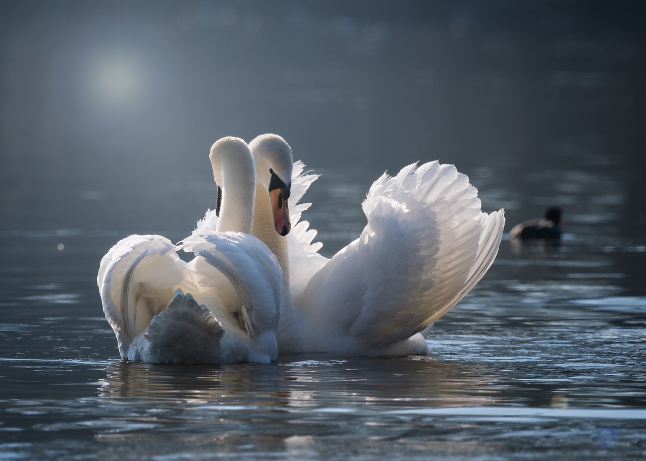 Leyes del verdadero amor